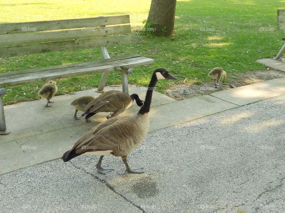 Canadian Geese and Goslings