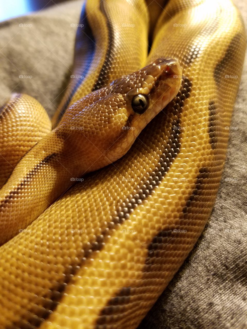 My ball python Macchiato relaxing on my pillow. She's still a baby.