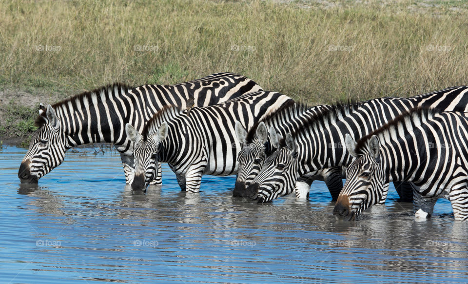 Zebras at watering hole