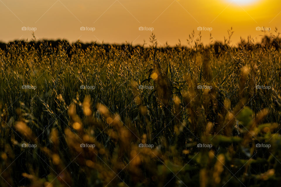 Sunset over a large field