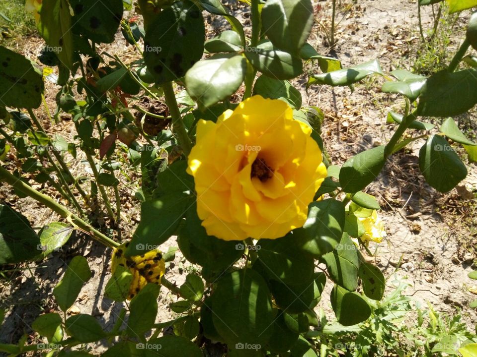 beautiful yellow rose