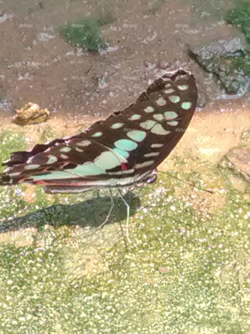 This is a very beautiful black and sky blue butterfly.