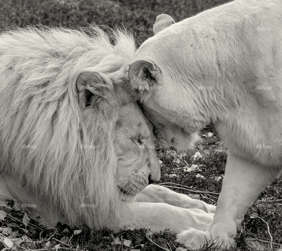 Lions in love