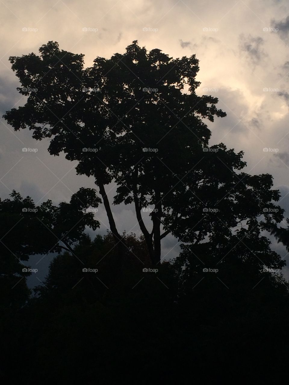 Silhouetted tree 