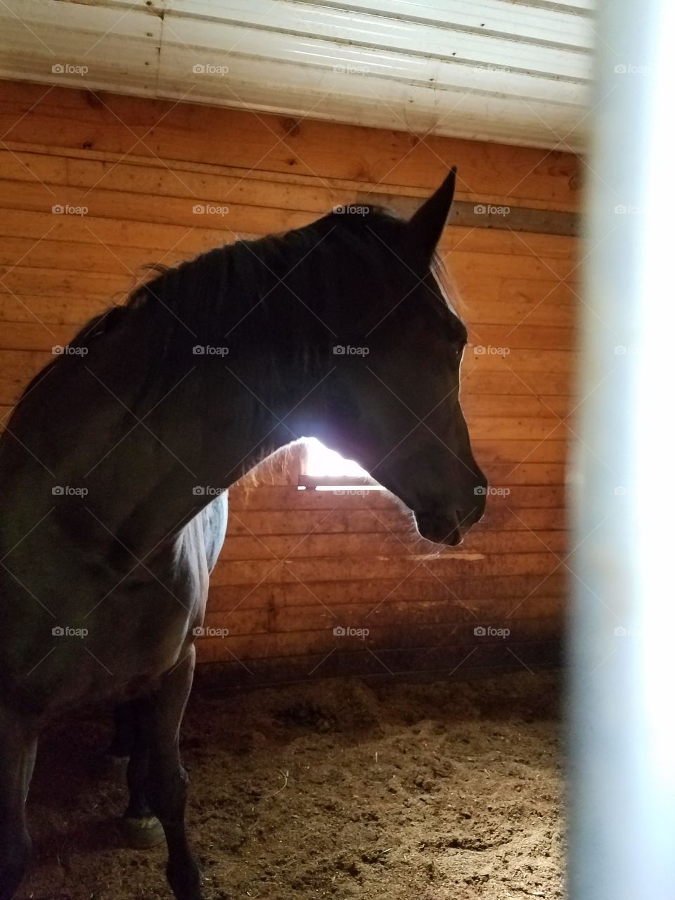A Percheron and Fresian Mix Annie