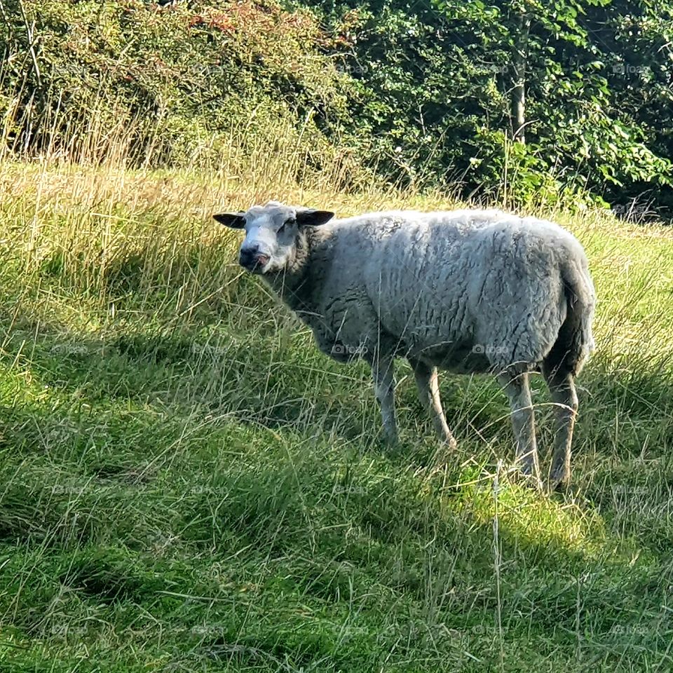 A sheep in the shade of the pasture.