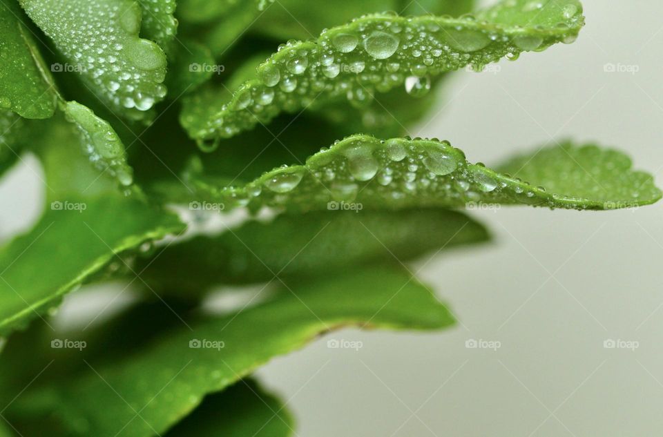 plant with raindrop