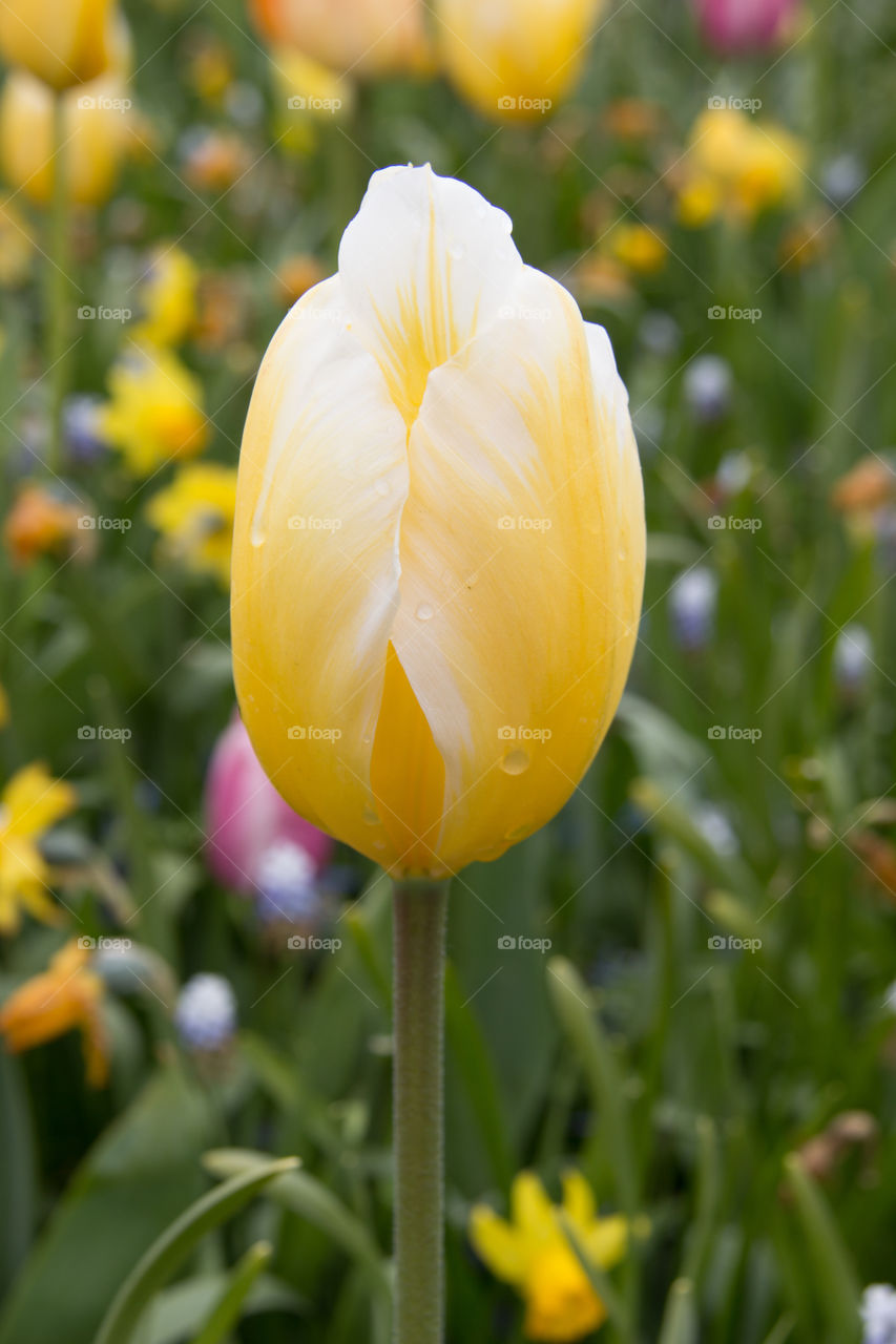 Spring tulips 