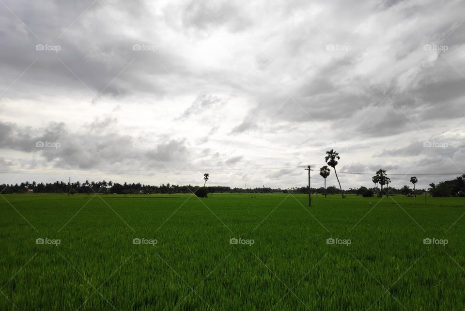 Paddy fields - India