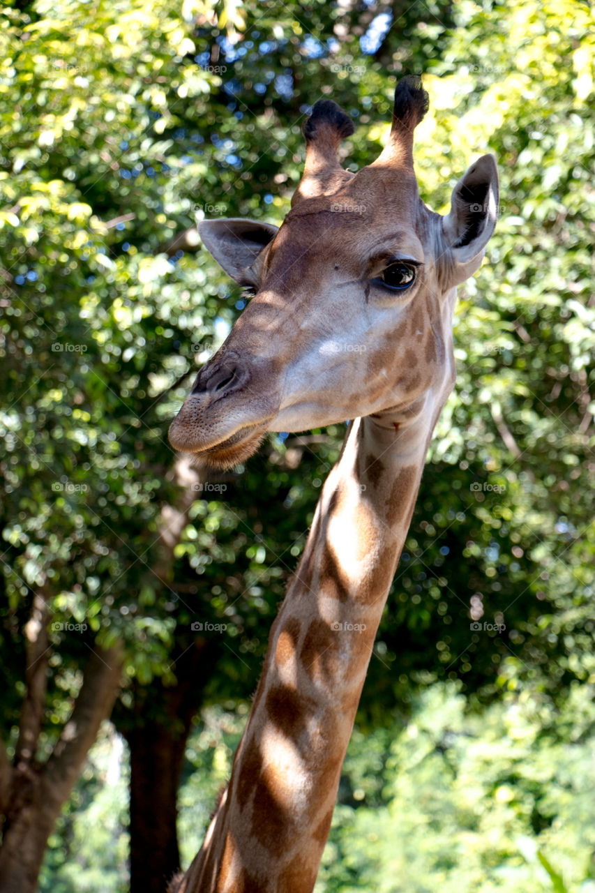 Close up Giraffe face in side view
