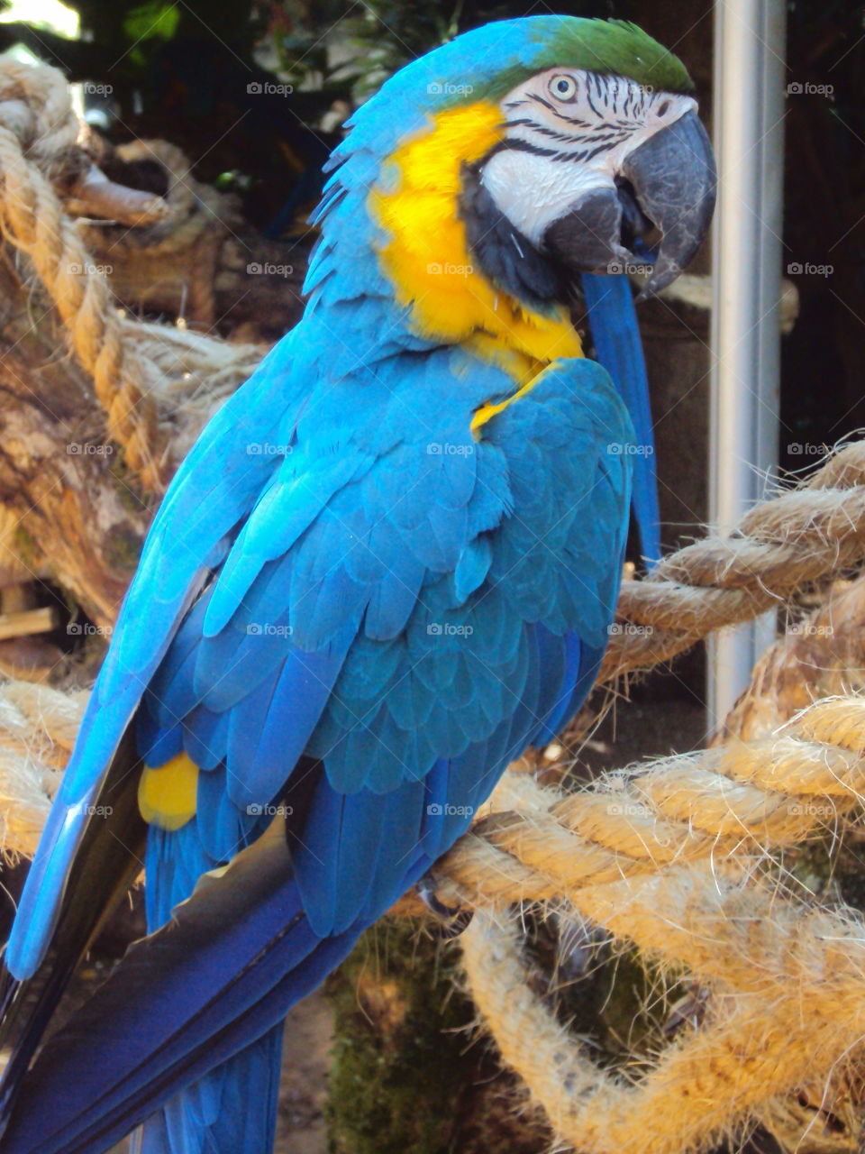 Papagaio, Brasil