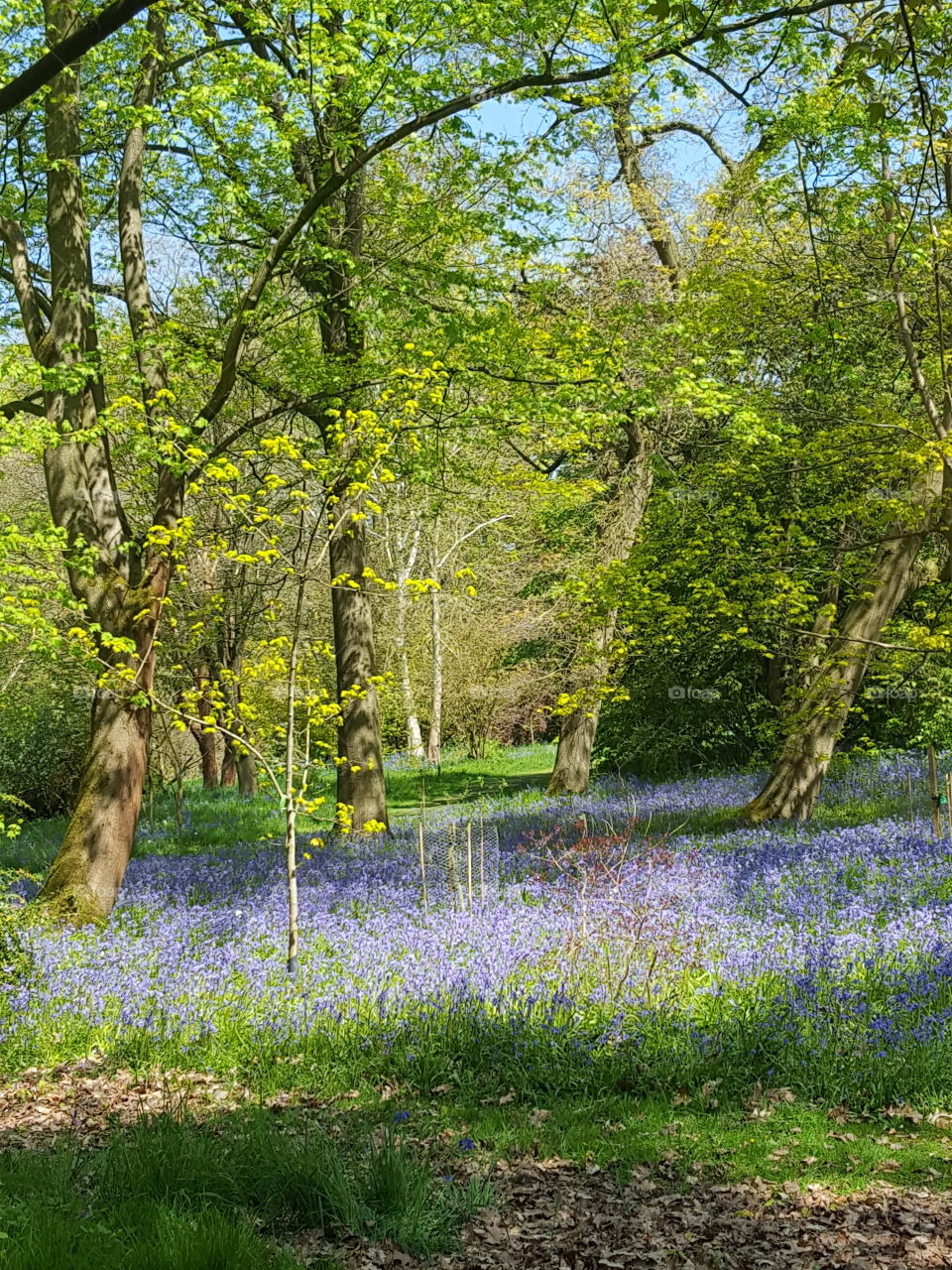 woodland in blue