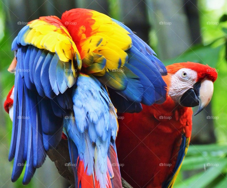 Scarlet Macaws