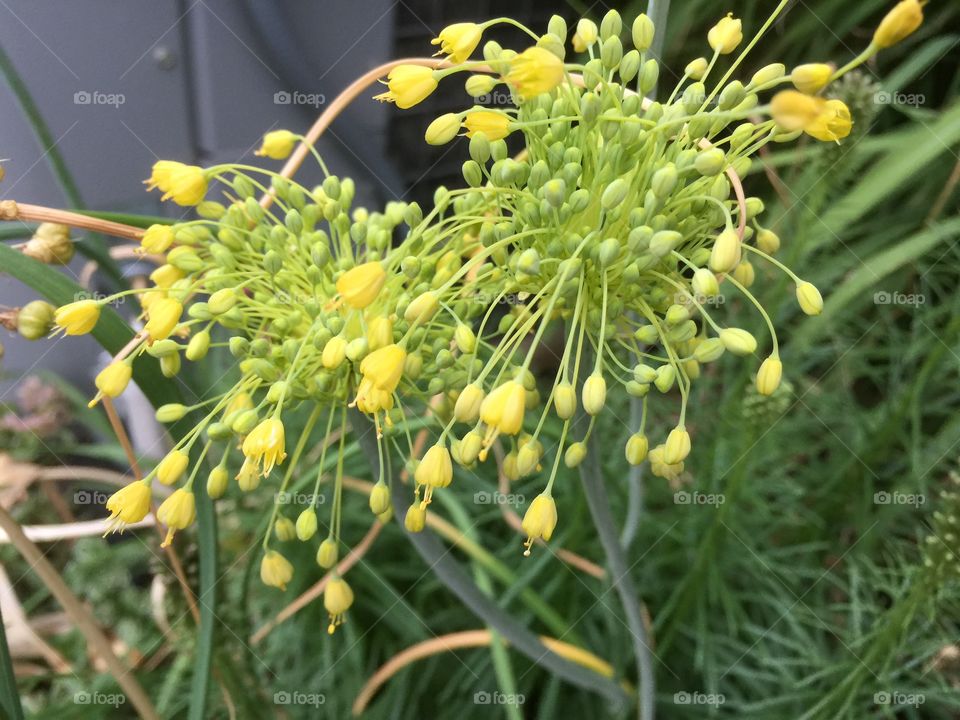 Nature, Flora, Leaf, No Person, Flower