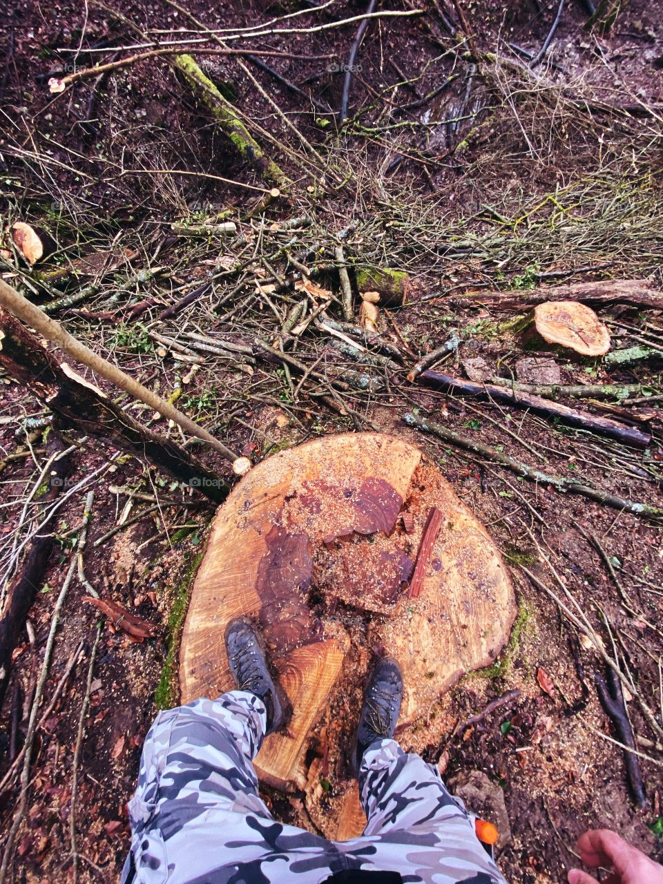 Huge tree cut in the forest 100+ years old in Germany