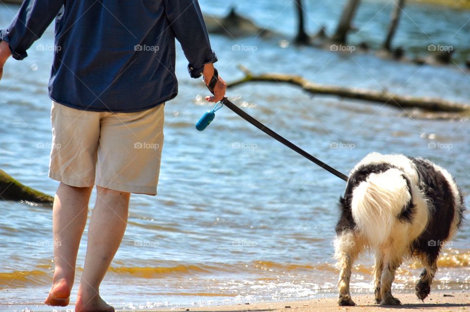 Dog on the Beach