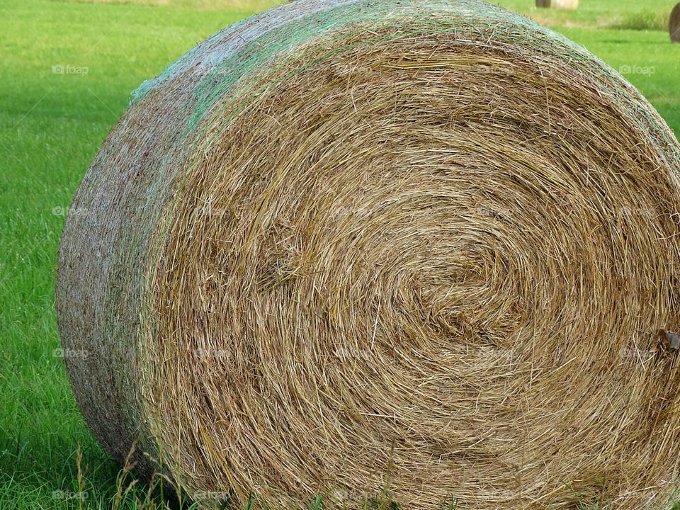 Hay