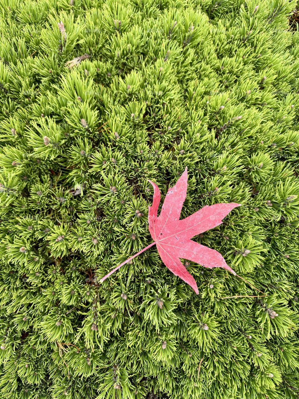 Red leaf on the top of green bush 