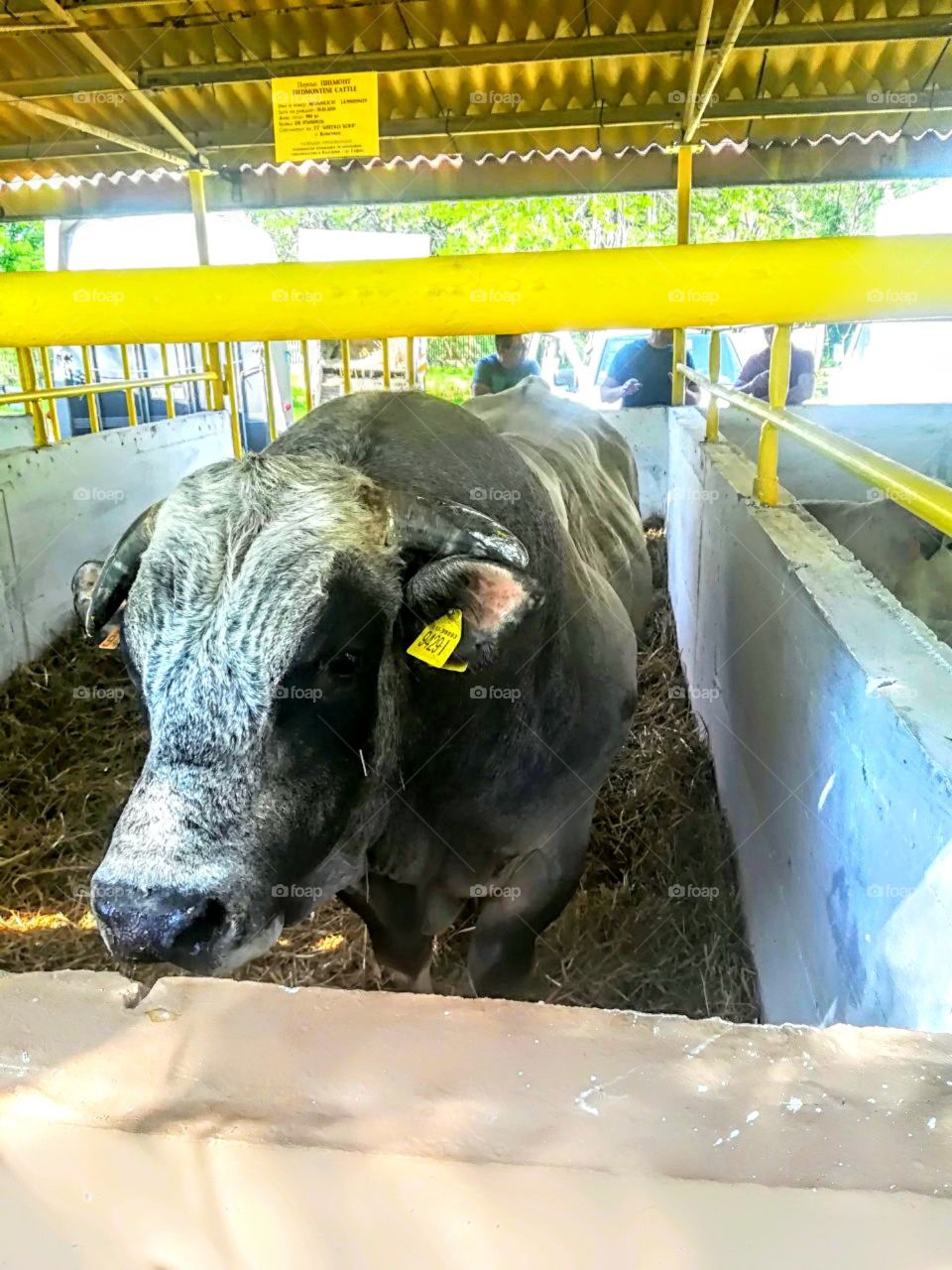 Big bull