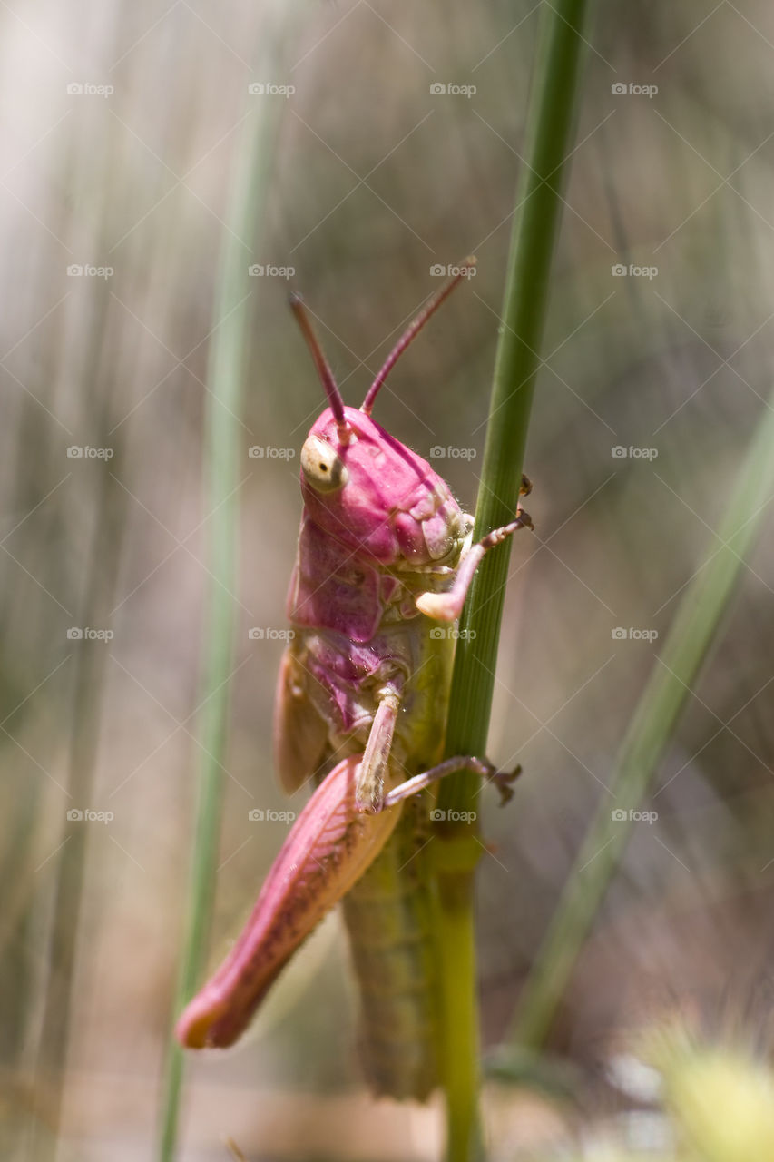 Pink grasshoper
