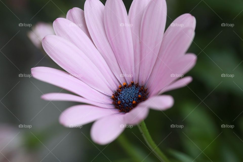Close-up of pink flower blooming