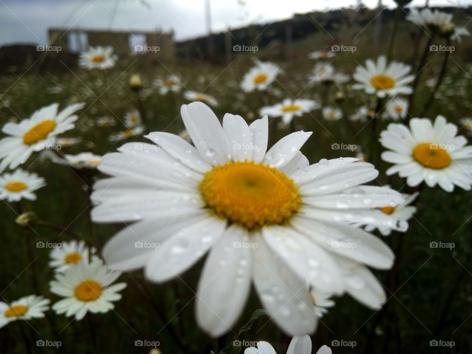 wild daisies, daisies on the field, willow flowers, the flora of the Crimea, the beauty around