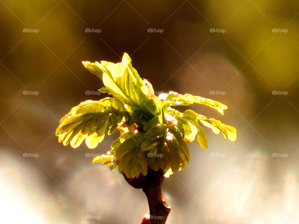 translucent leaves