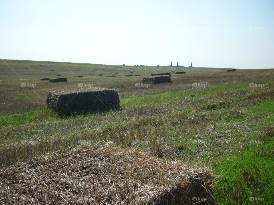 Summer field and hay