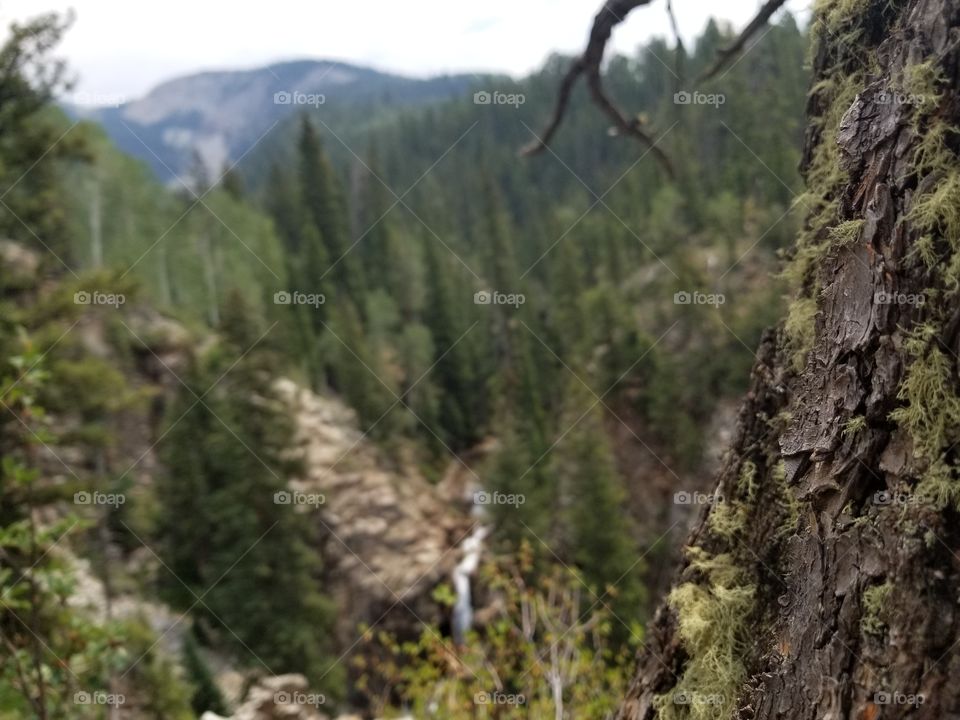 A beautiful mountain stream in Crested Butte, Colorado