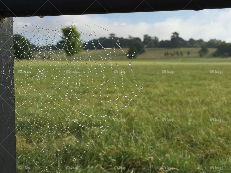 Close up spider web with dew in the English Countryside 