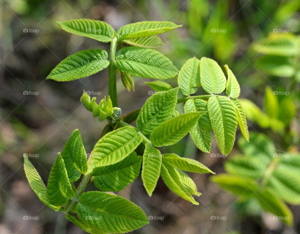 young green leaves tree spring time earth background