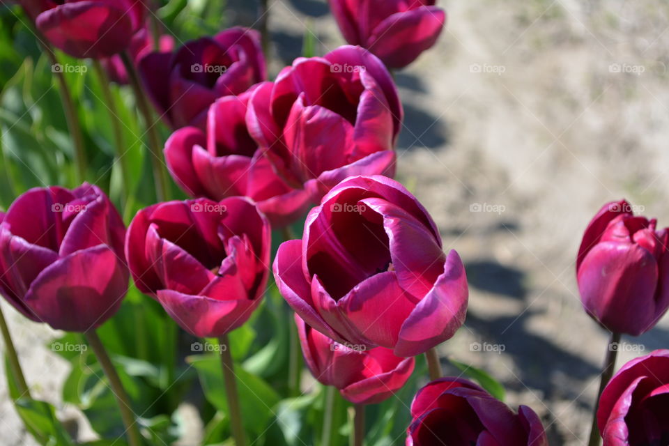 Cluster of purple tulips 