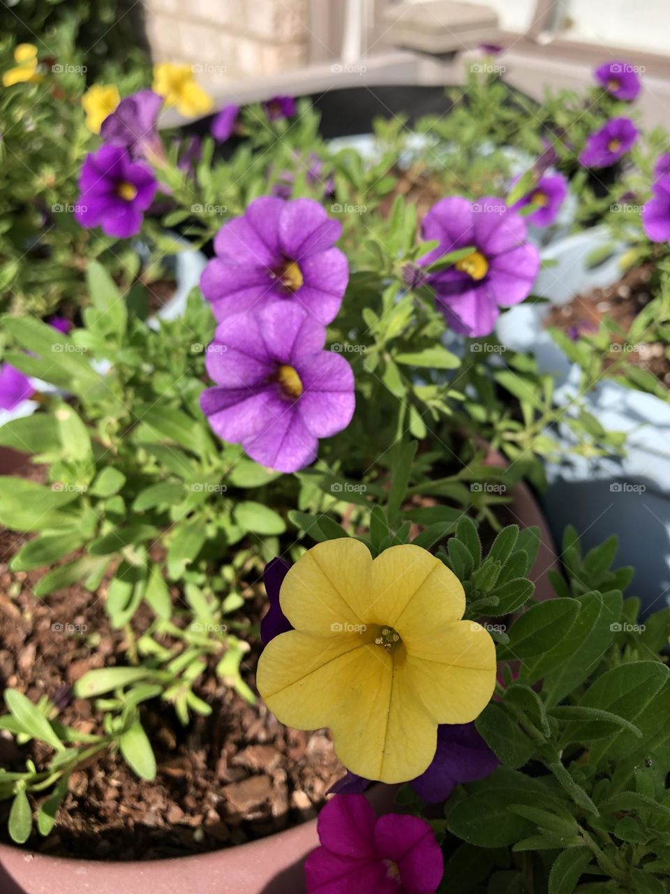 Petunias 