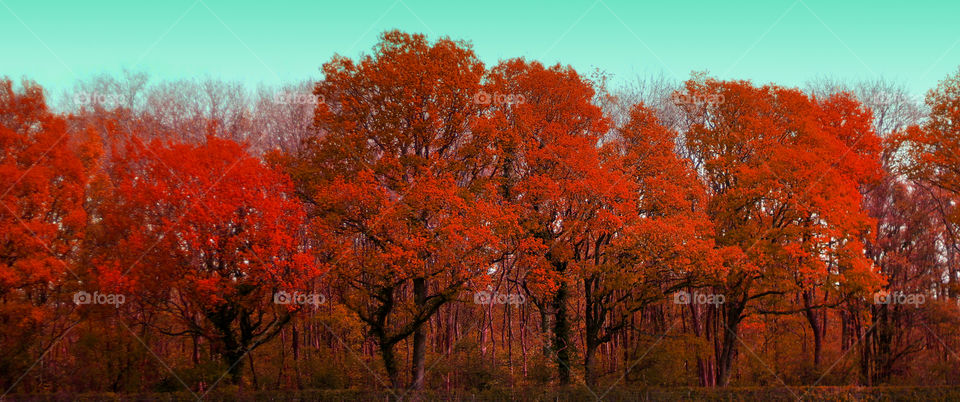 Scenic view of autumn trees