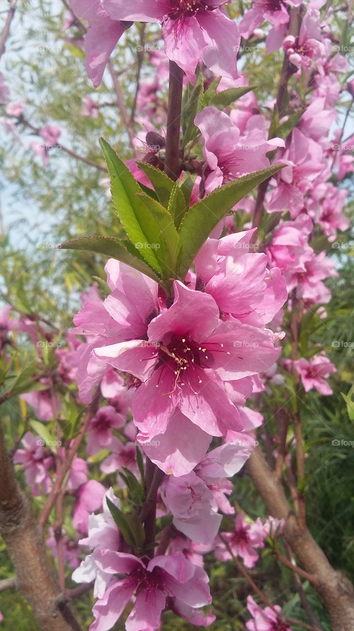 peach flowers