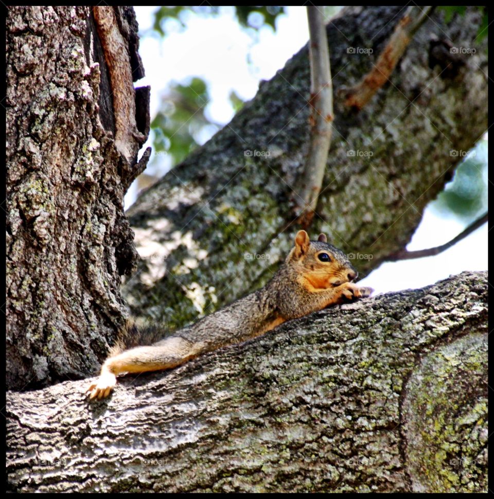 Lazy Squirrel