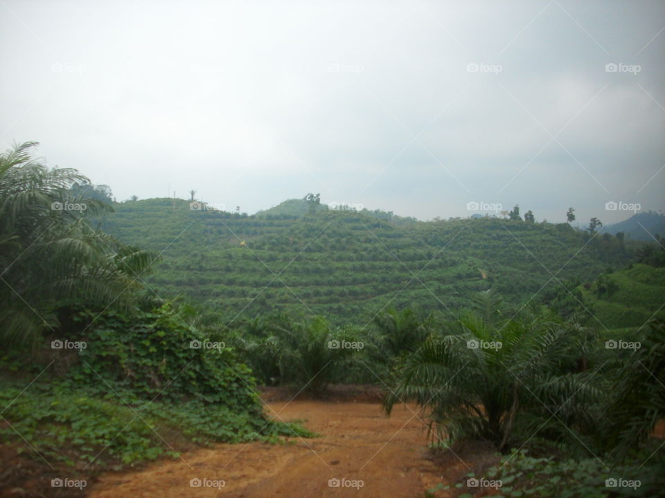 Palm plantations