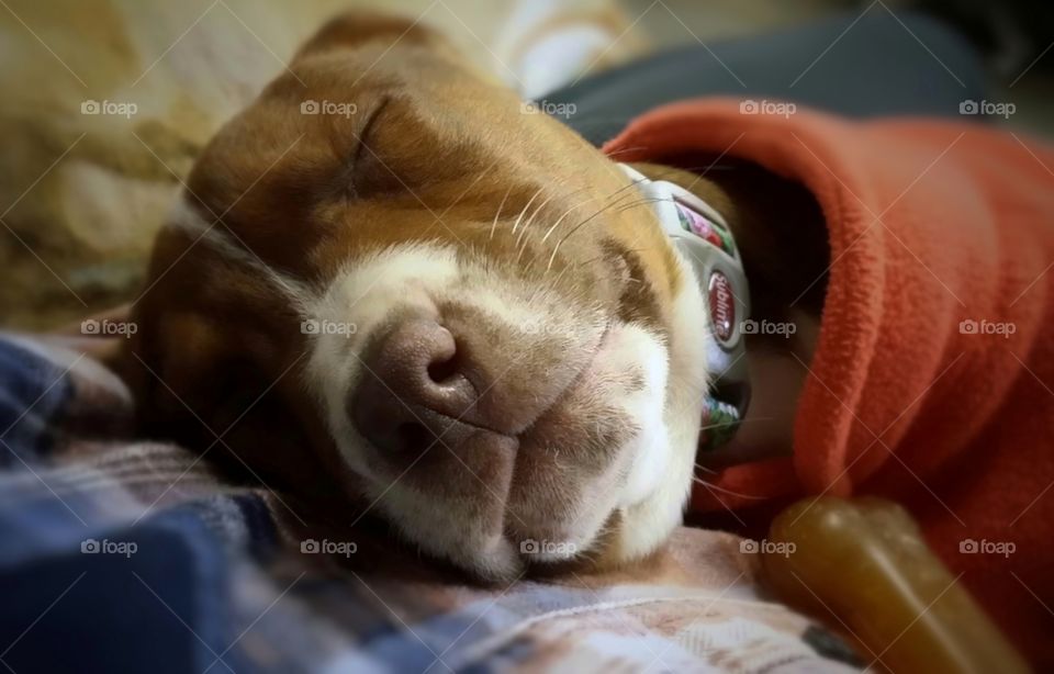 Puppy sleeping in a person's lap smiling happy contented eyes closed red nose blazed face pit bull terrier cross Catahoula