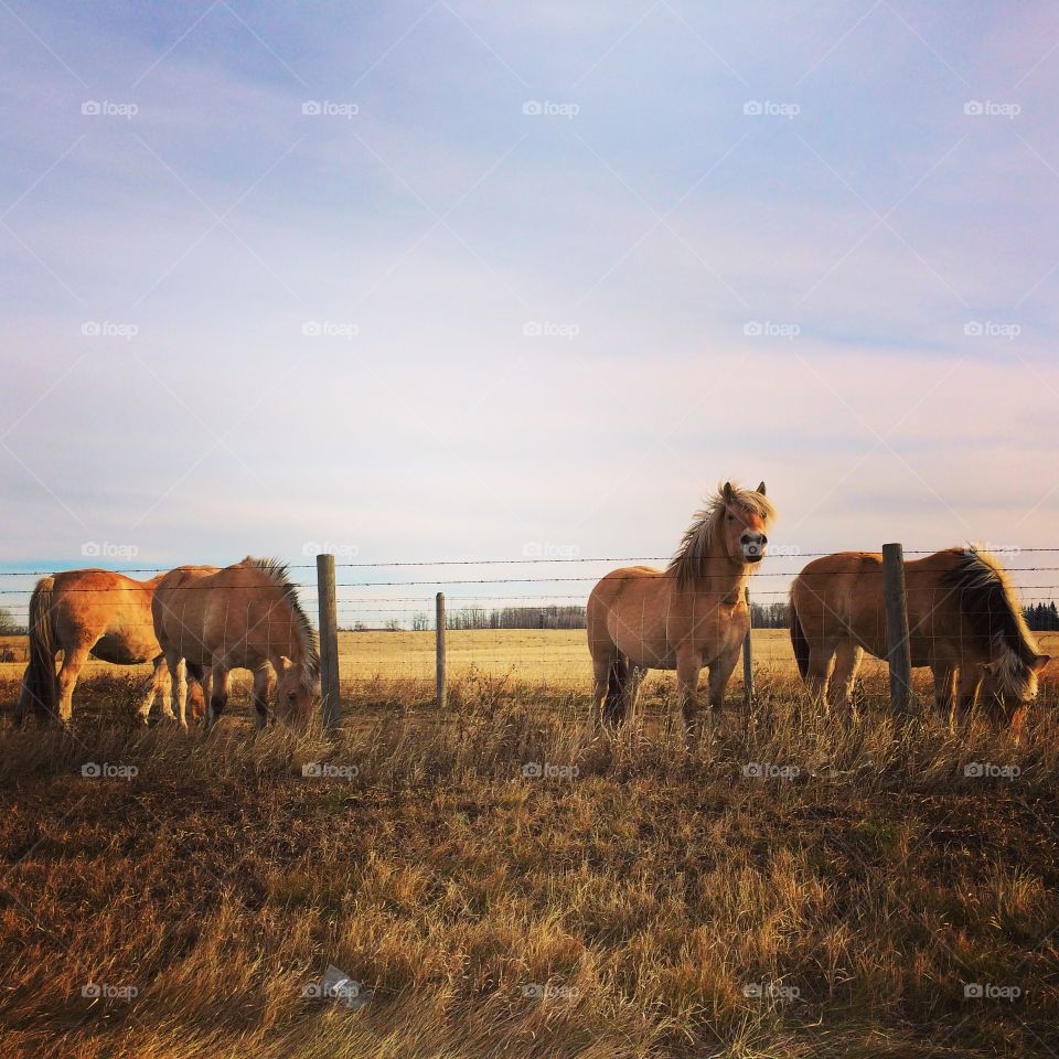 Horses in a field