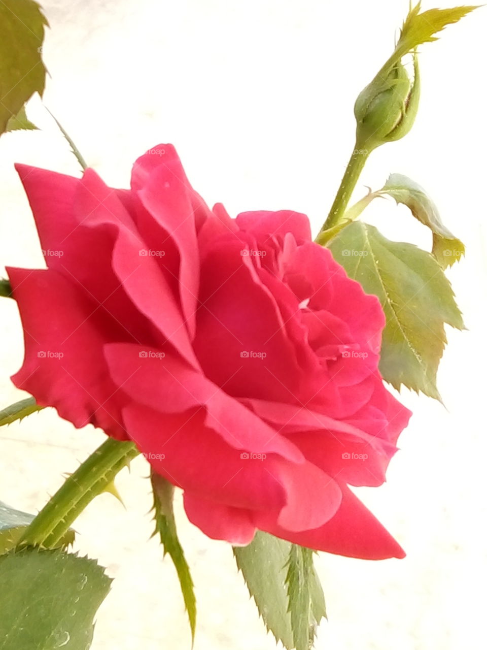 #rose #love #cute #USA #jordan #meqbel #bood #turkey #Tatlım
#nice #