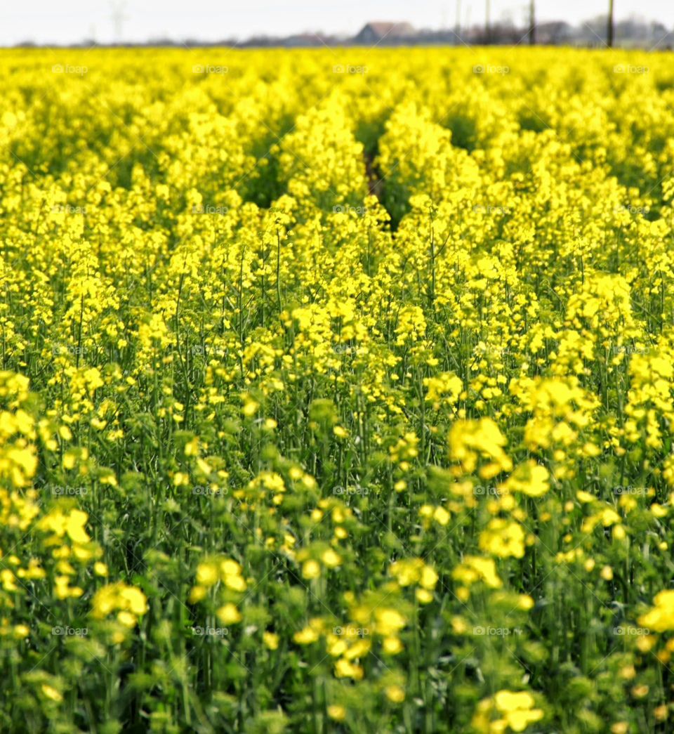 yellow fields. Southern yellow fields of flowers 