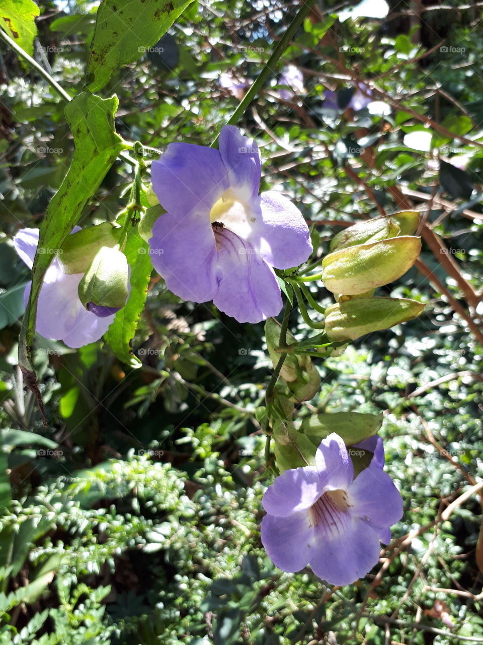 Pretty purple colour flowers in the garden