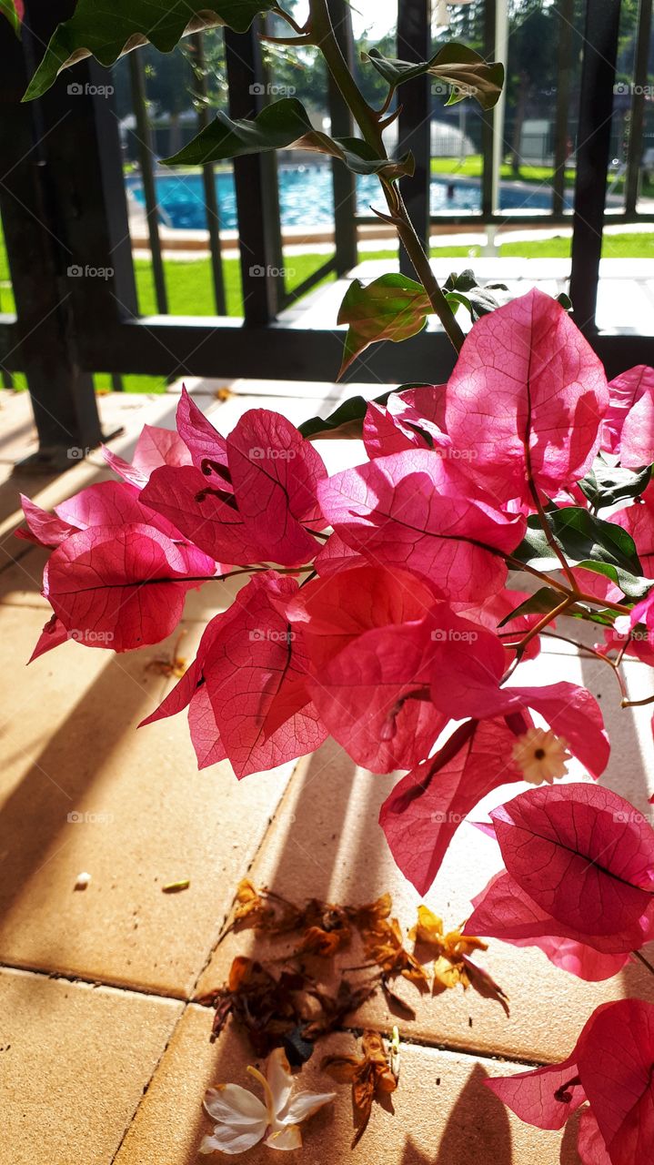 Bougainvillea