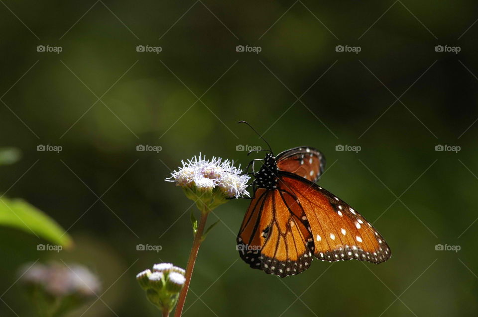 butterfly on flower