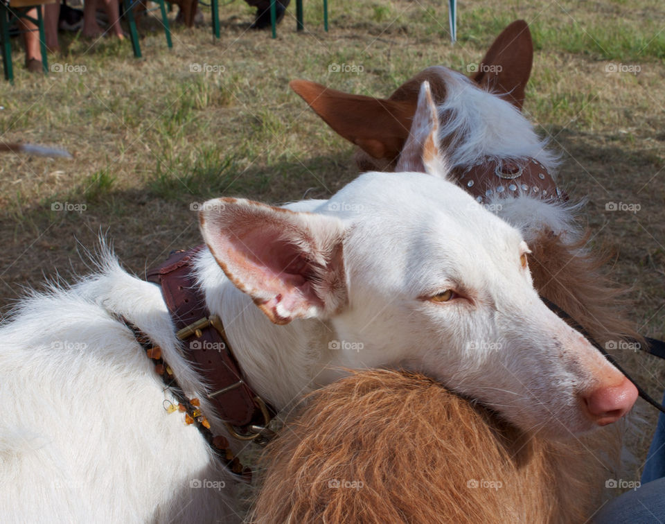 A dog lying head on another dog's back