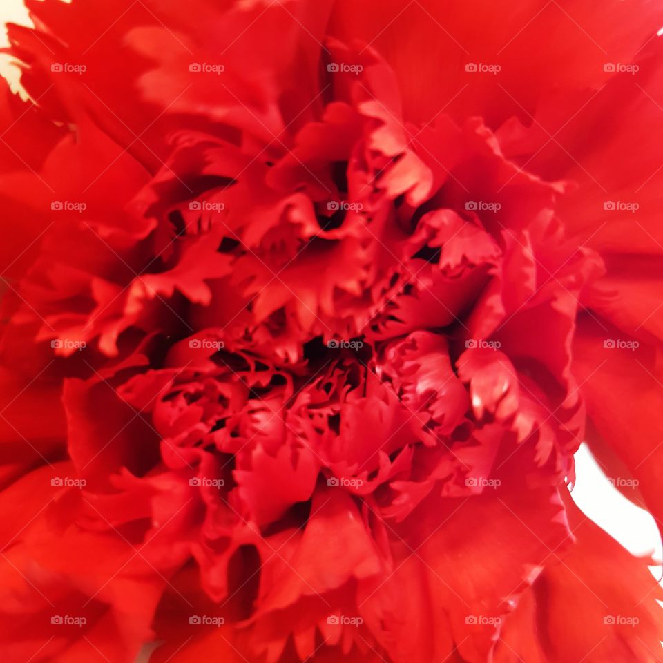 red clove flower