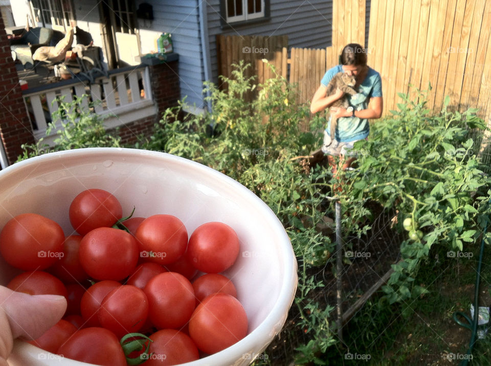 garden food tomato tomatoes by luckie