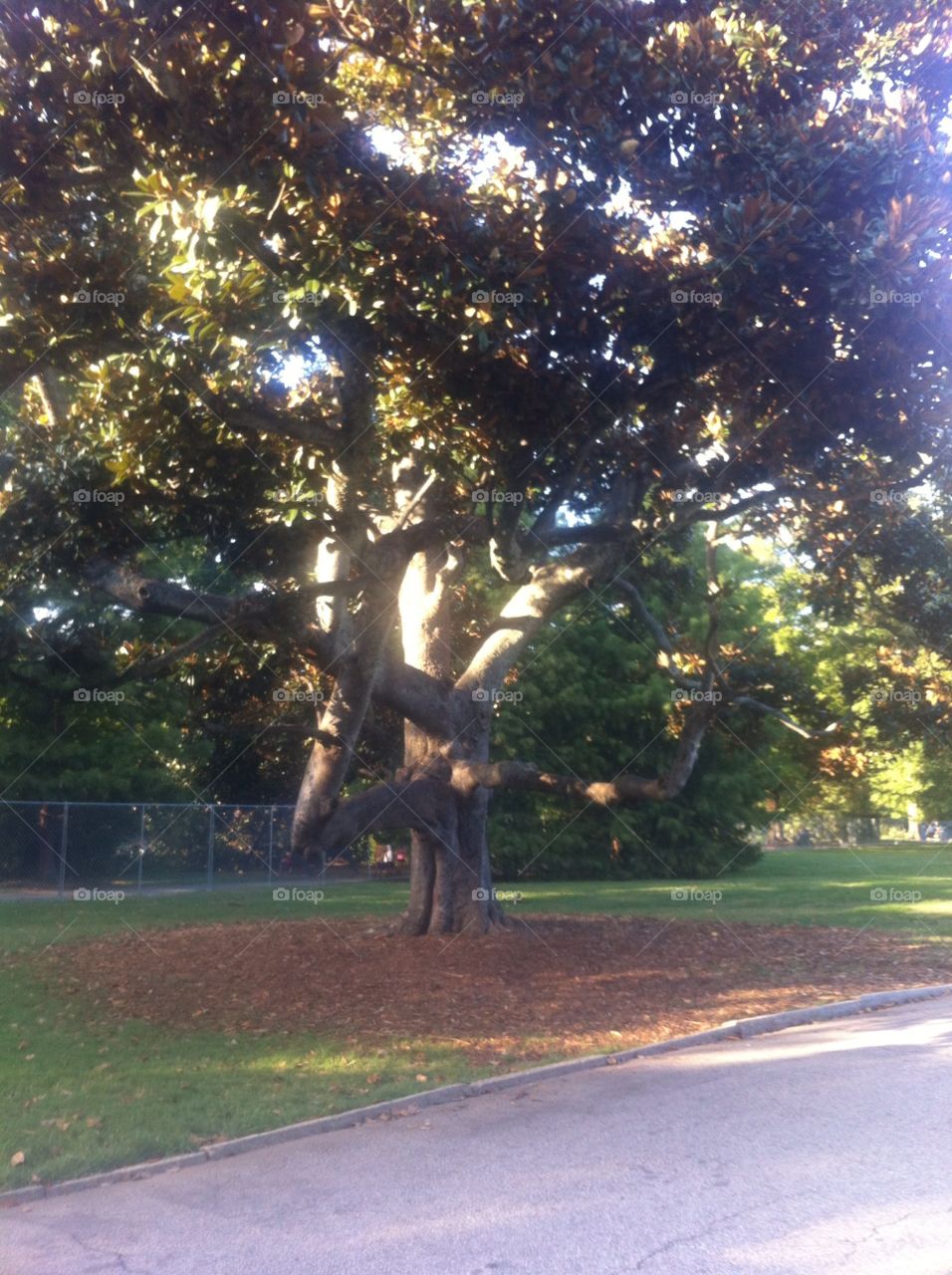 Piedmont park. Oak trees in Atlanta 
