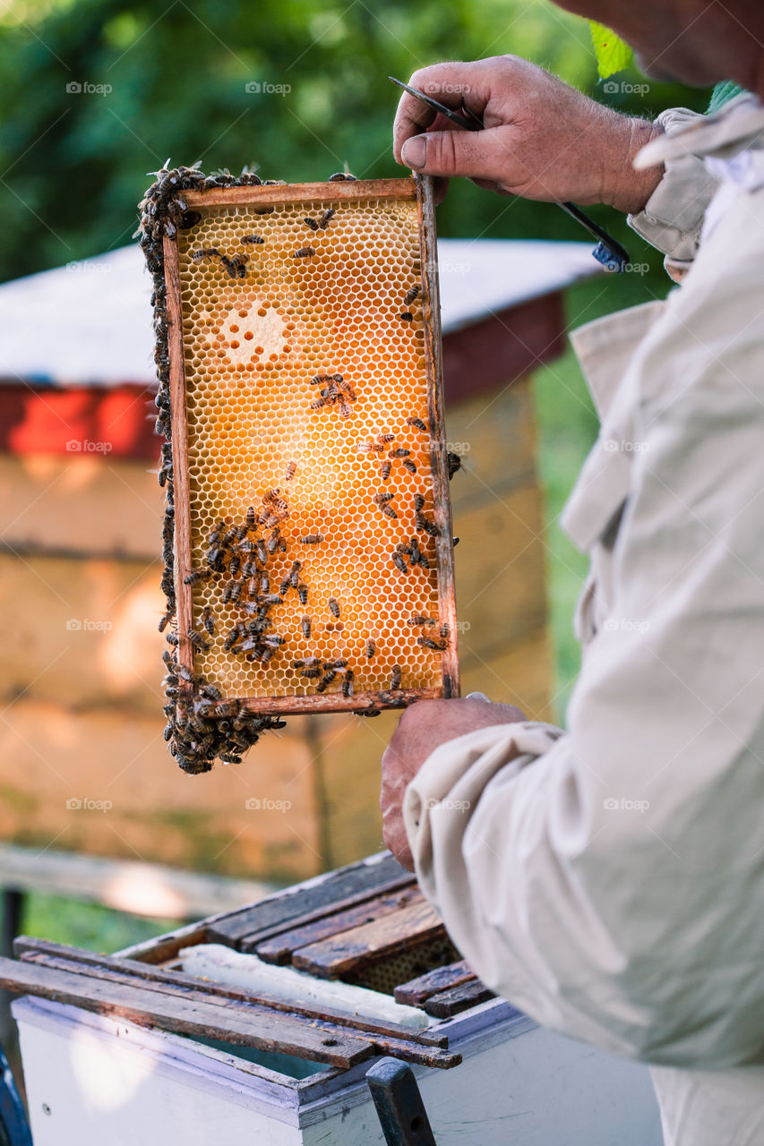 Beekeeper working in apiary, drawing out the honeycomb with bees and honey on it from a hive . Real people, authentic situations