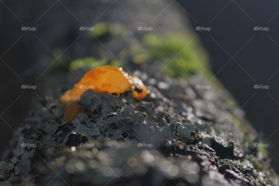 Accidentally deleted photo of some fluorescent glowing orange fungus on a grey lichen and green moss encrusted branch of an old tree at the seashore. The orange fungus looks translucent in the winter light. 